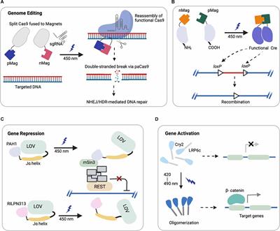 Optogenetic Application to Investigating Cell Behavior and Neurological Disease